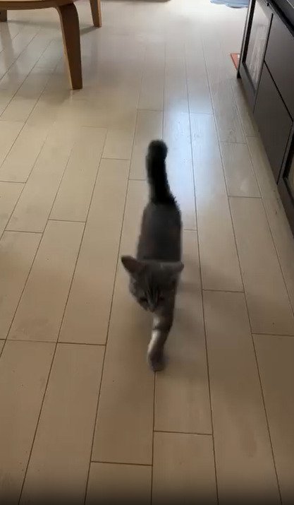 駆け寄ってくる子猫