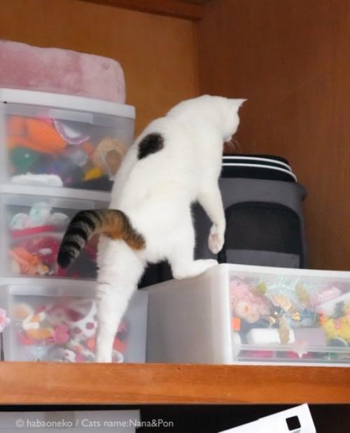 押し入れに入ろうとする猫3