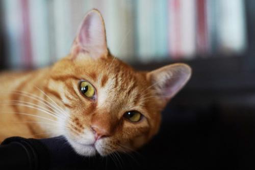 こちらを見つめる猫