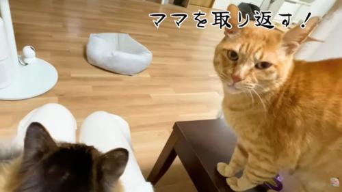 テロップ「ママを取り返す！」