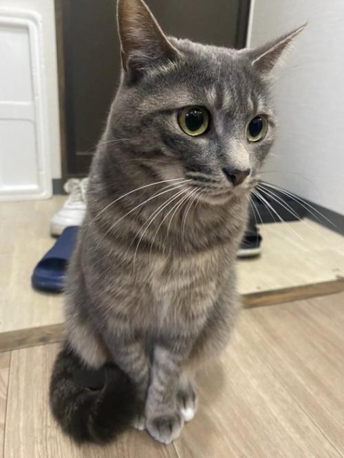 通せんぼする猫