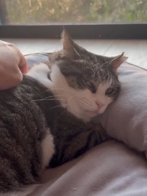 肩をマッサージされる猫