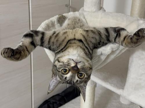 ハンモックの上でひっくり返って万歳する猫