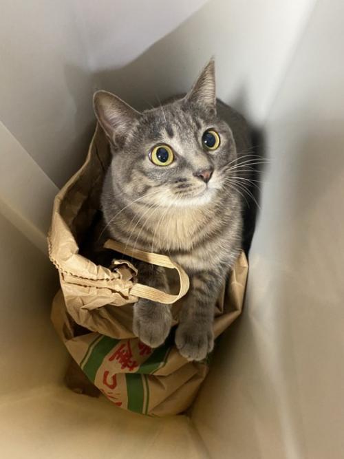 見上げる猫