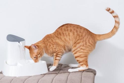 自動給水器から水を飲んでいる猫