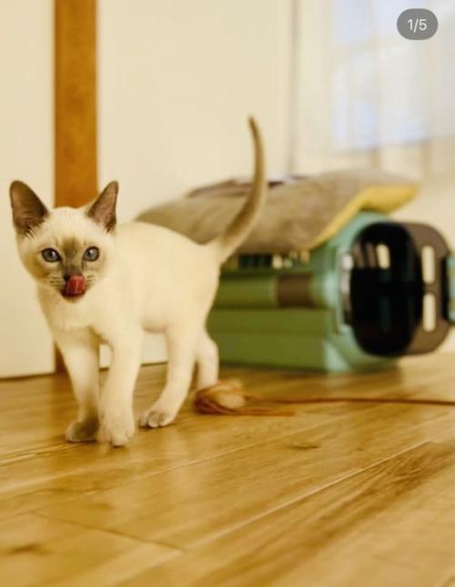 舌を出す子猫