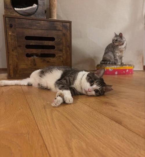 横になる猫