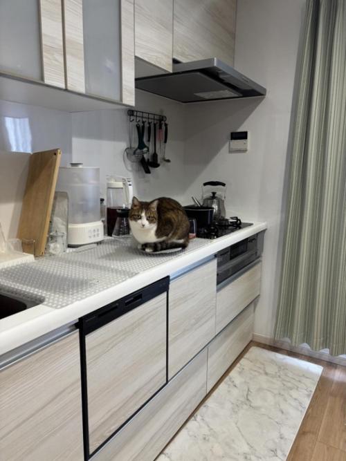 キッチンにいる猫