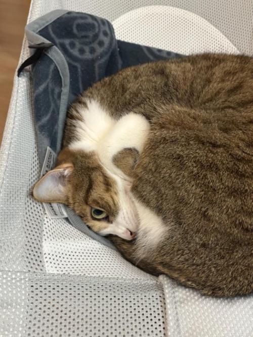 丸くなる猫