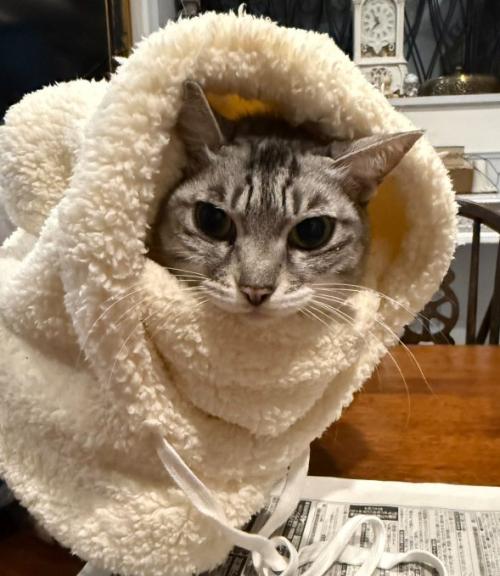 帽子をかぶってカメラ目線の猫