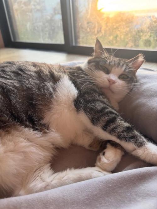 猫ベッドにいる猫