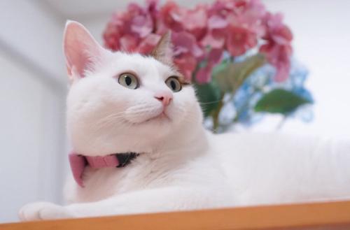白い猫