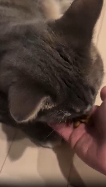 ごはんを食べる猫