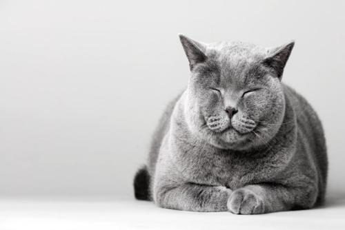 寝ているように見える灰色の猫