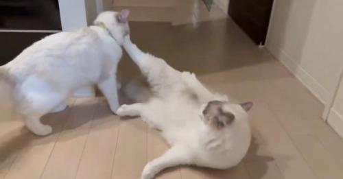 蹴る猫