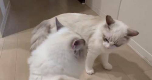 お見合いする猫