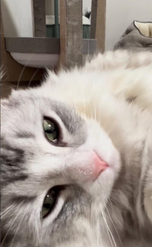 目を開ける猫