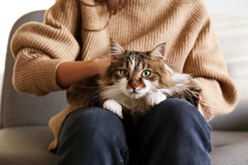 猫と飼い主