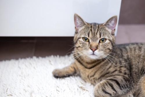 バスマットの上の猫