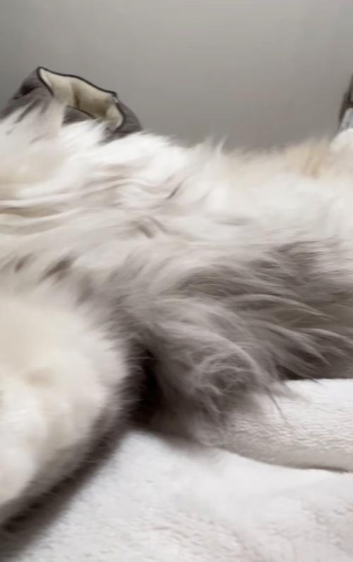 添い寝する猫のお腹