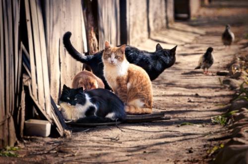 野良猫グループ