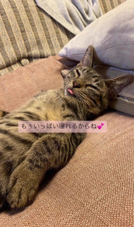 寝ている猫