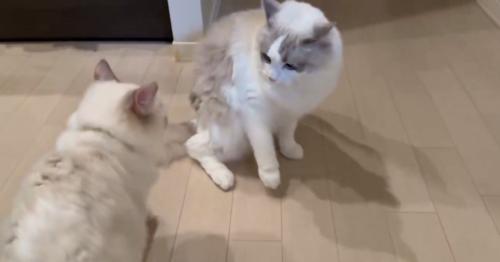 逃げ腰な猫