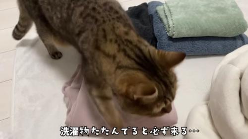 洗濯物の上に乗っかるみにらくん