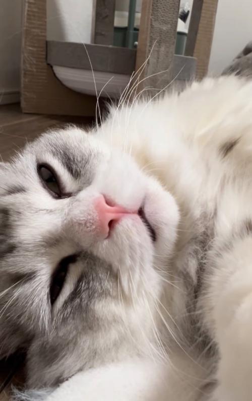添い寝する猫