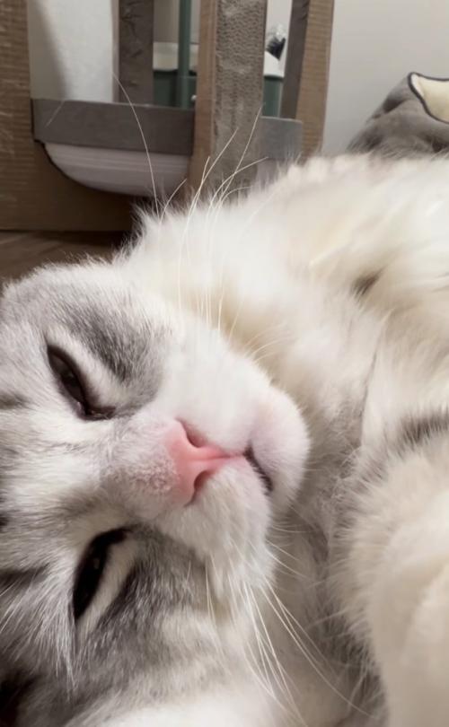 眠そうな猫