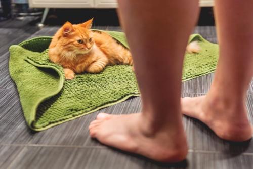 お風呂上がりの人の足と猫