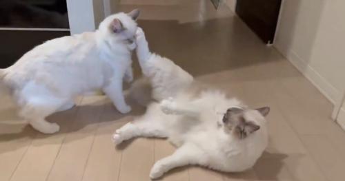 抵抗する猫