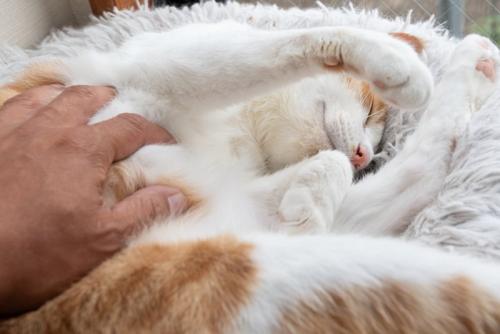 寝ている猫