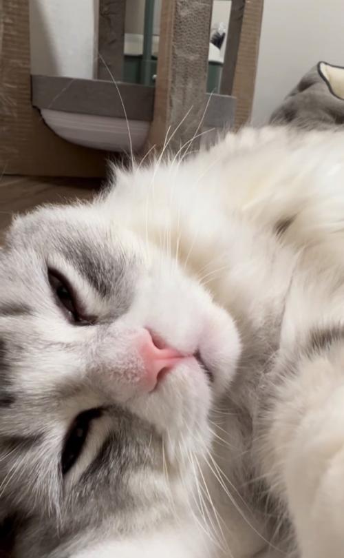 眠そうに見つめる猫