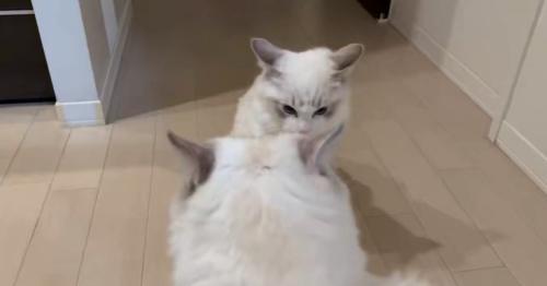 オラつく猫