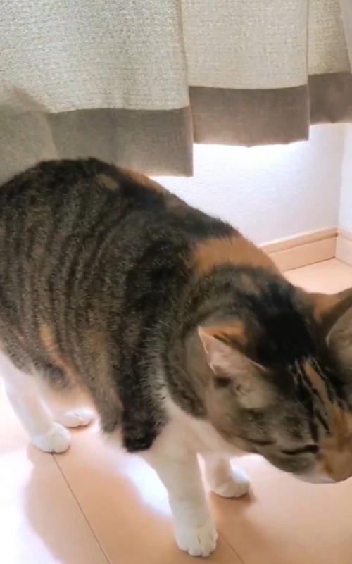 戻ってきた猫