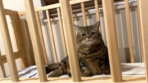 ベッドの中からこちらを見るメルくん