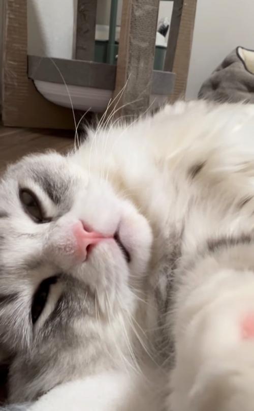 添い寝する猫