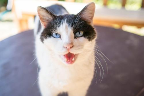 猫に話しかける男性