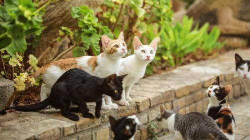 たくさんの野良猫