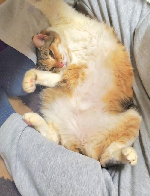ヘソ天する猫