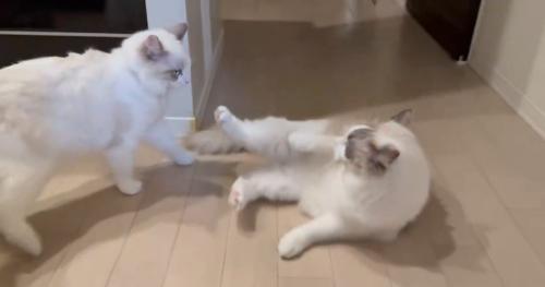 倒れる猫