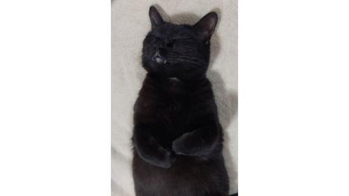 寝ている猫
