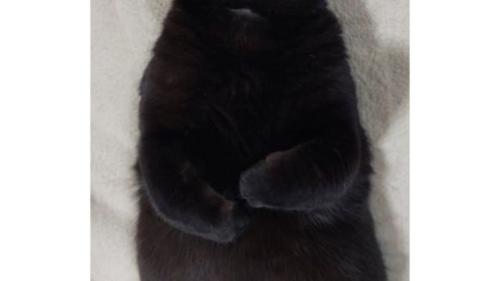猫の体