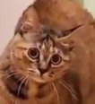 ヒゲが下がった猫の顔