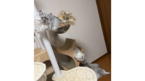 室内にいる猫