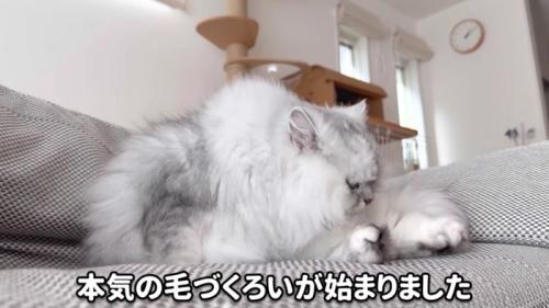 座って本格的に毛づくろいするモルンさん