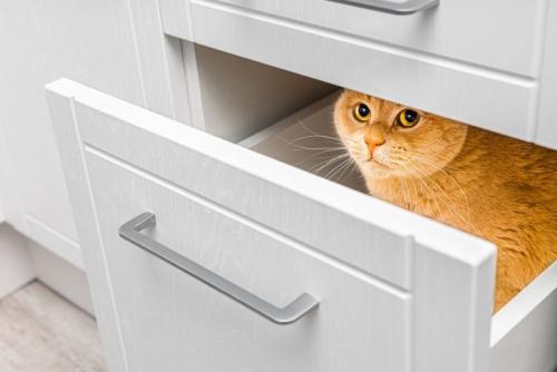 引き出しの中に隠れる猫