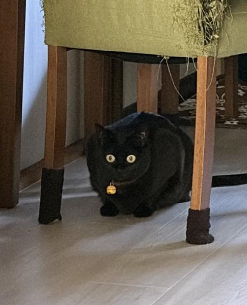 イスの下にいる猫