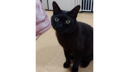 室内にいる猫